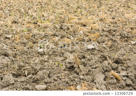 after harvest 13306729