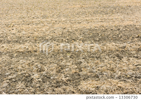 after harvest 13306730