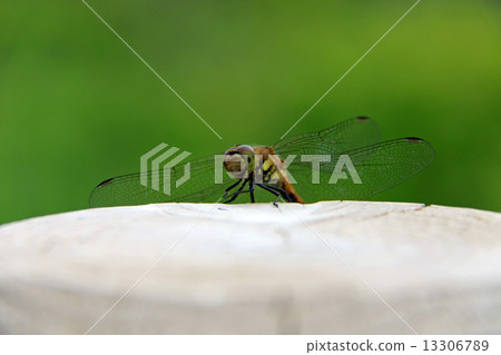 A dragonfly resting with a pile A dragonfly resting with a pile 13306789