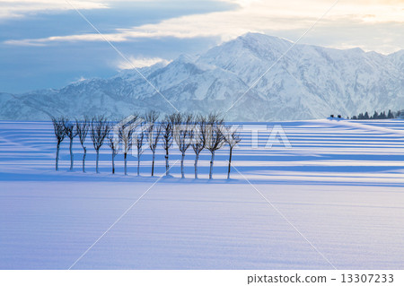 Niigata Prefecture Ojiya city Snow rice field, Hasa tree · Echigo dawn of Komagatake Niigata Prefecture Ojiya city Snow rice field, Hasa tree · Echigo dawn of Komagatake 13307233