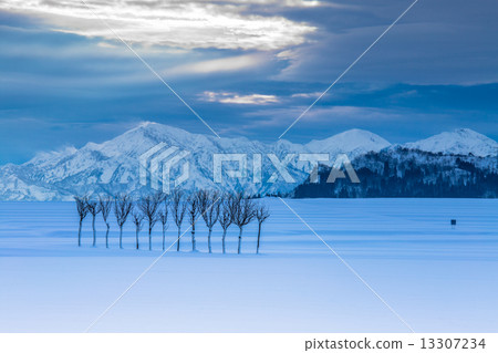 Ogitani-shi Niigata Prefecture Okihara's Hasa tree and Echigo Komagatake 13307234