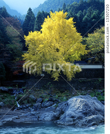 Tamado藝術博物館前的銀杏 Tamado藝術博物館前的銀杏 13307250