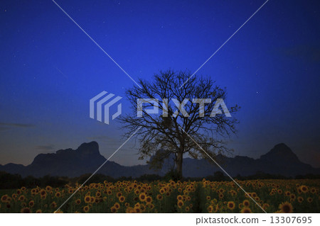 night photgraphy of sunflowers field and dry tree branch against 13307695