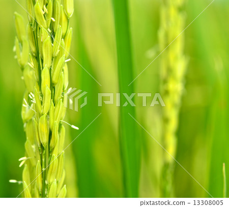 Rice Farm Rice Farm 13308005