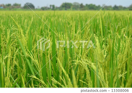 Rice Farm Rice Farm 13308006