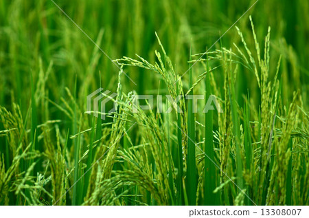 Rice Farm Rice Farm 13308007