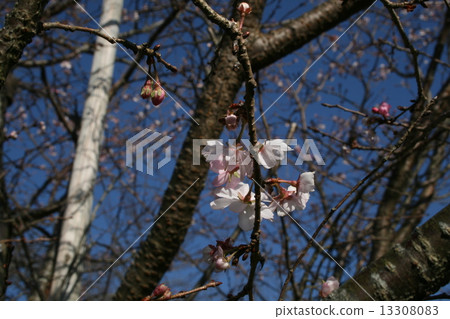 冬天櫻花 13308083