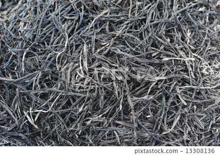 Burnt Straw 13308136