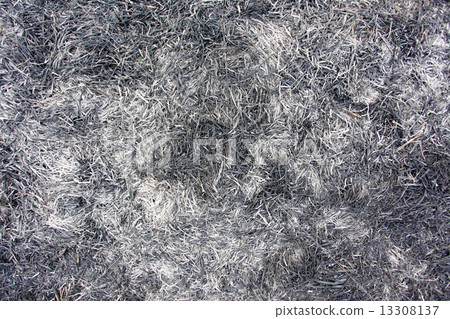 Burnt Straw 13308137
