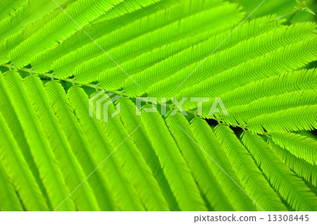 Acacia leaves 13308445
