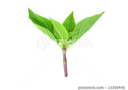 Basil leaves 13308448