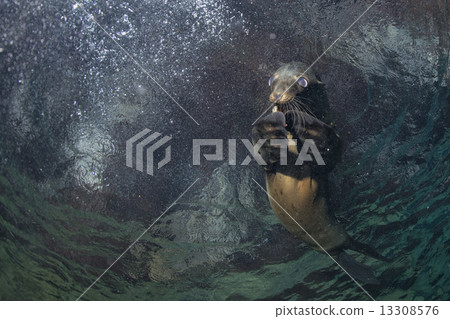 Puppy sea lion underwater looking at you 13308576