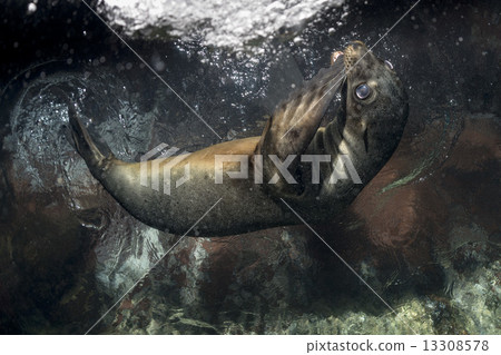 Puppy sea lion underwater looking at you 13308578