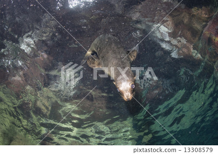 Puppy sea lion underwater looking at you 13308579