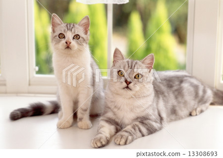 Cute kittens Cute kittens 13308693