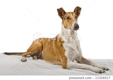 Female pure breed golden smooth (short haired) collie lying on the blanket with isolated background 13308917
