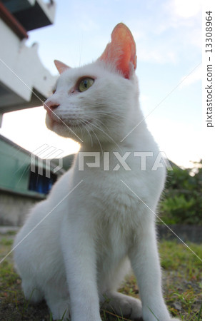 White cat 13308964