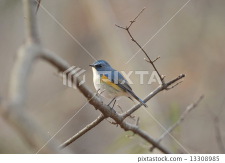 Male of Ruribitaki Male of Ruribitaki 13308985