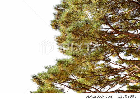 Green pine branch Green pine branch 13308993