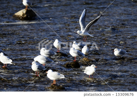 淺野河的Uricamome 淺野河的Uricamome 13309676