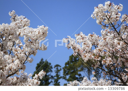 Omori cherry tree 13309786