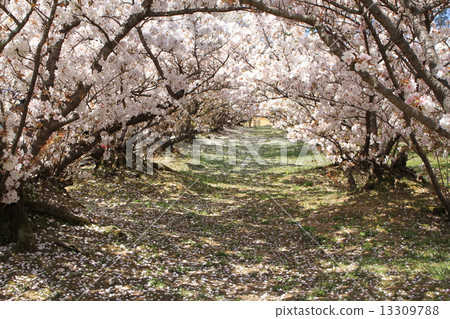 大森櫻花 13309788