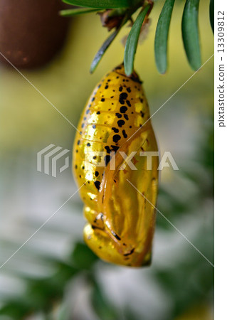 Ogomadara 13309812