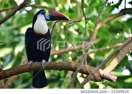 White-tailed bean White-tailed bean 13309816