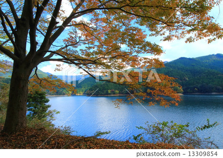 在水壩湖的秋葉 13309854