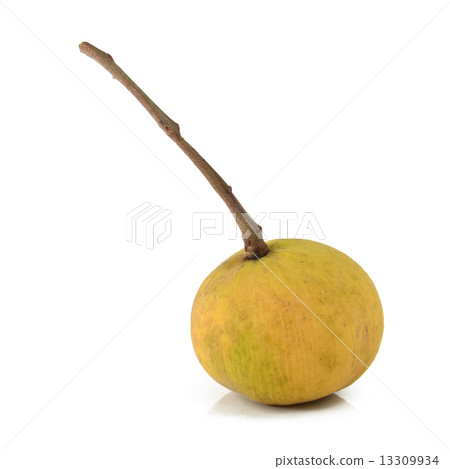 Santol 13309934