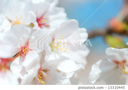 Blue sky and cherry blossoms Blue sky and cherry blossoms 13310445