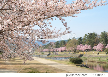 Cherry blossoms on half a tree road Cherry blossoms on half a tree road 13310446
