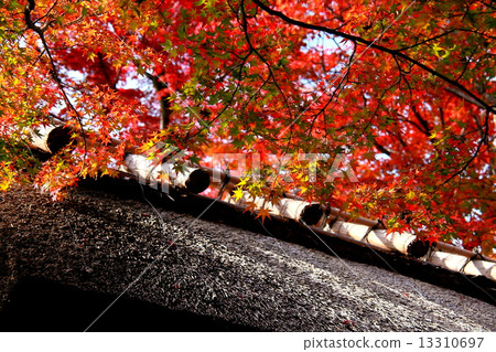 Temple roof of Jokendoin and autumn leaves 13310697