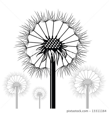 dandelions 13311164