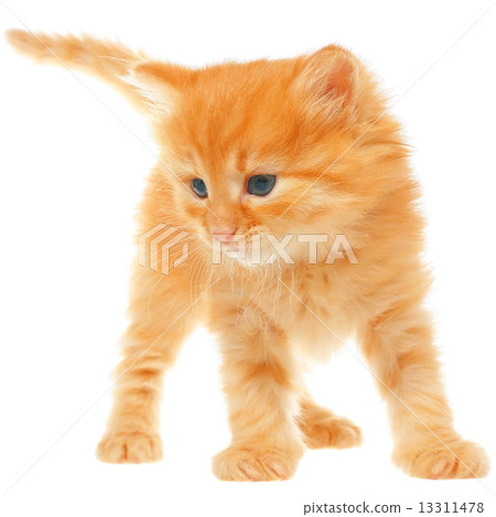 Orange kitten goes 13311478