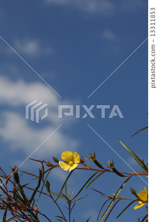 American flowers and blue sky American flowers and blue sky 13311853