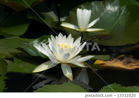 白浪百合花 13312020