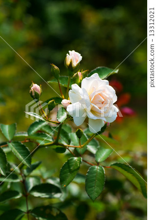 白玫瑰，拉精神 13312021