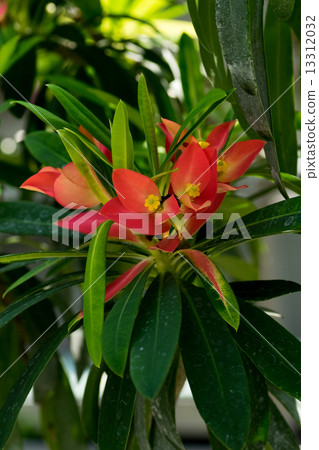 Euphorbia · Punisera, Jamaica Poinsettia, Jamaica, Euphorbiaceae Euphorbia · Punisera, Jamaica Poinsettia, Jamaica, Euphorbiaceae 13312032