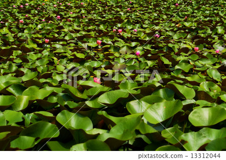 Water lily pond Water lily pond 13312044