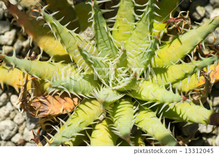 蘆薈Ellena Care，Waslengsaceae，納米比亞 13312045