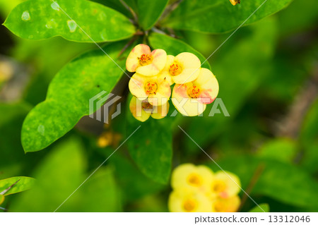 Hanaquilin,大戟科,馬達加斯加 Hanaquilin,大戟科,馬達加斯加 13312046