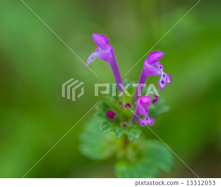 霍托肯諾扎 霍托肯諾扎 13312053