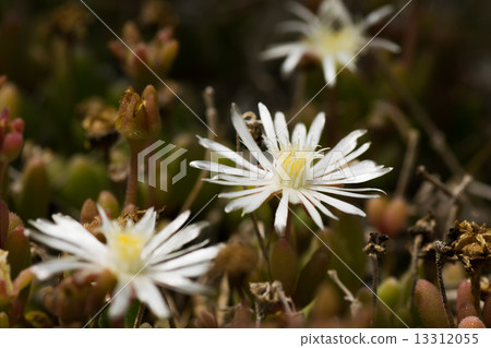 Delrosperma · carouicum, Cunnina family, South Africa 13312055