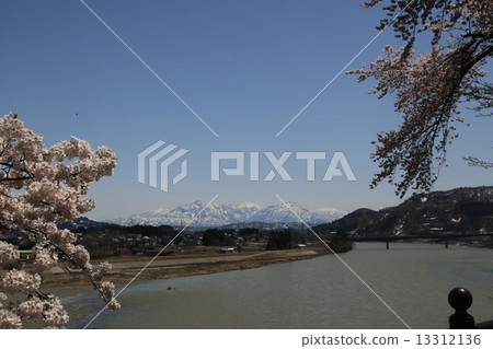 櫻花八幡 13312136