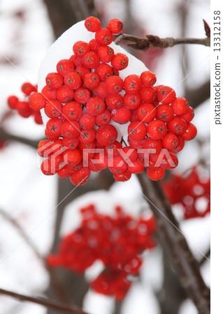 Rowan berries Rowan berries 13312158