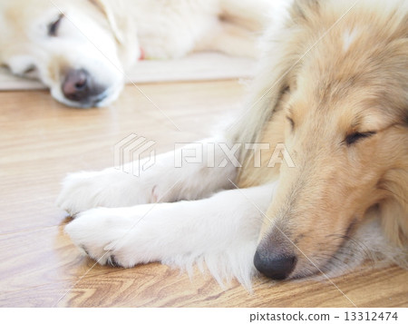 Sleepy sleep Sleepy sleep 13312474