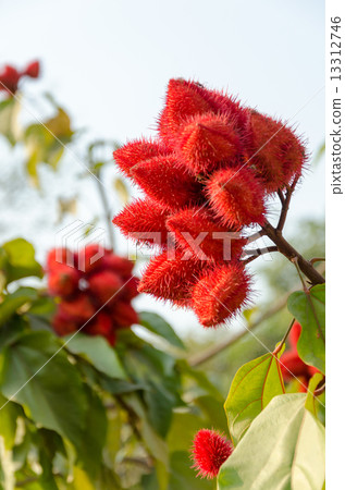 Indian Beniniki Red Tree Indian Beniniki Red Tree 13312746
