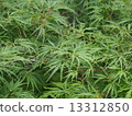 南半球的夏季楓樹 13312850