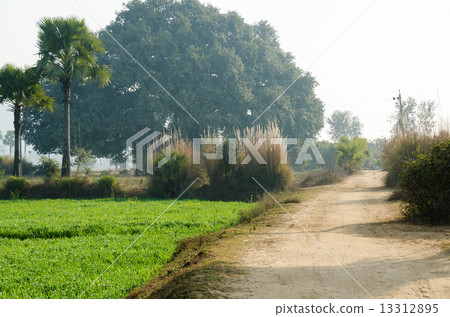 印度菩薩Gaya Sujata村莊路 13312895